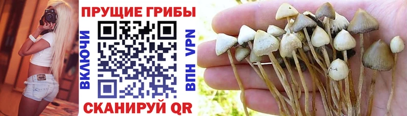 цена наркотик  Сорочинск  Галлюциногенные грибы Psilocybe 